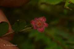 Phyllanthus chandrabosei